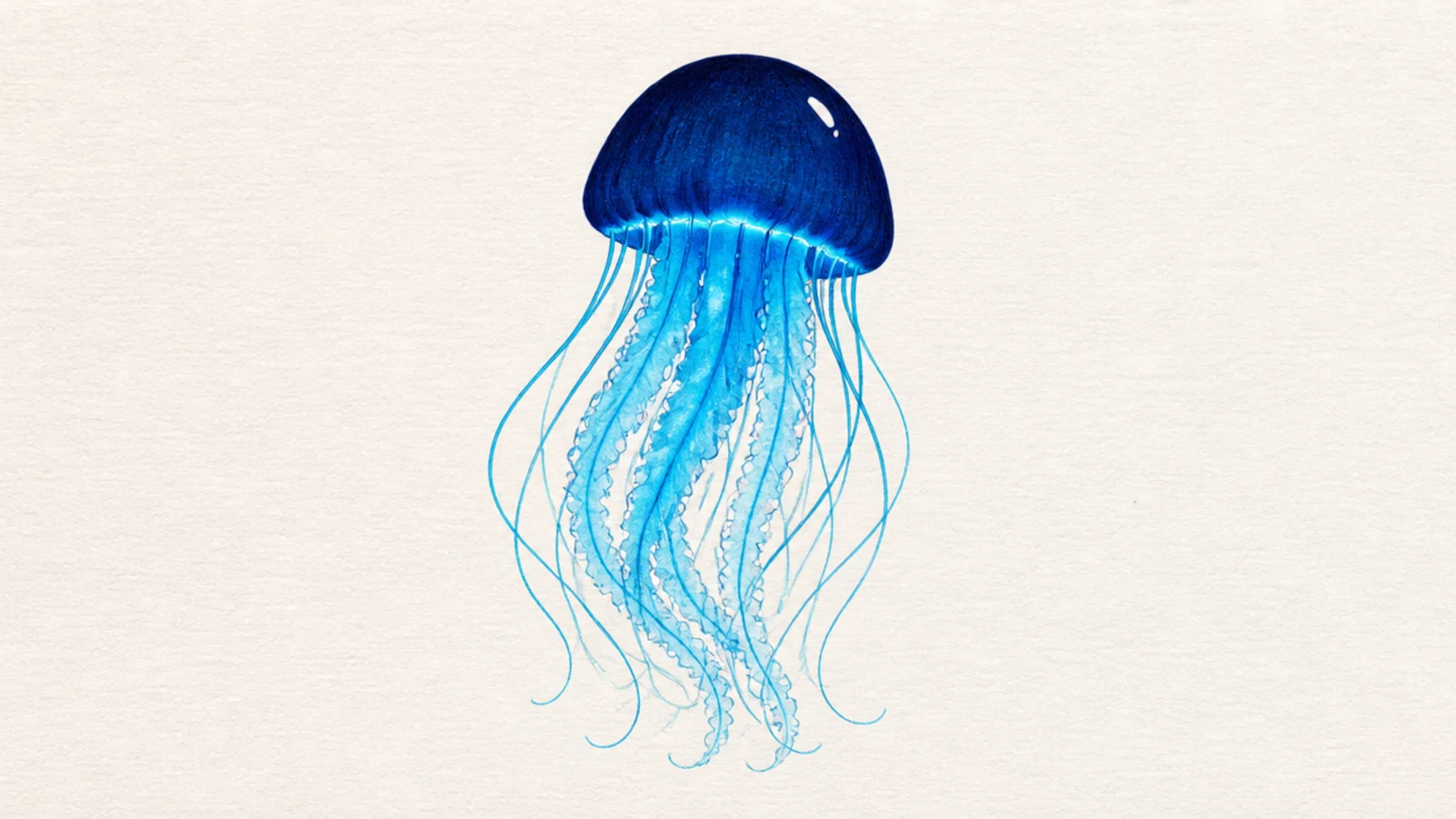 A jellyfish with a deep navy bell and bright cyan tentacles