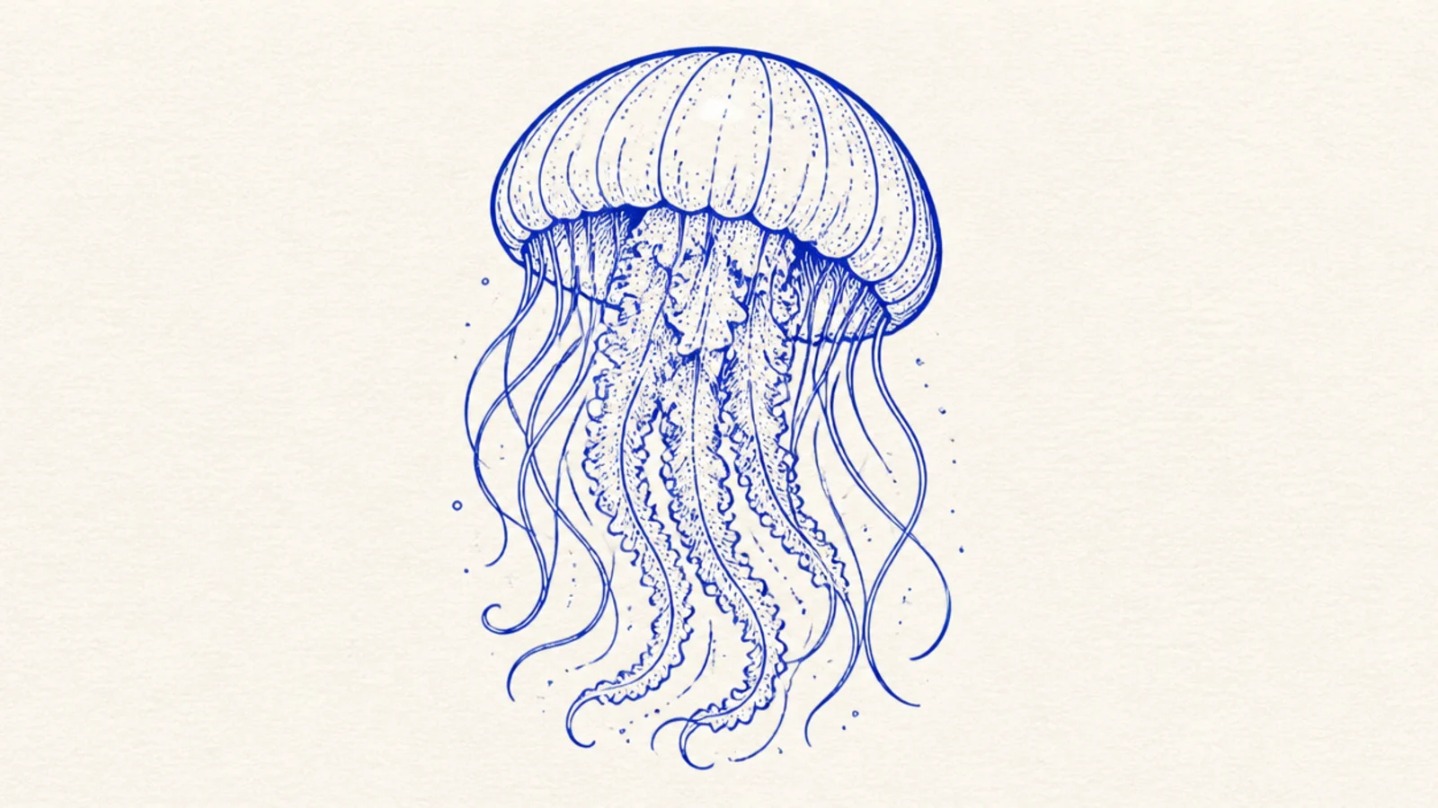 A jellyfish drawn in bold cobalt-blue ink line art