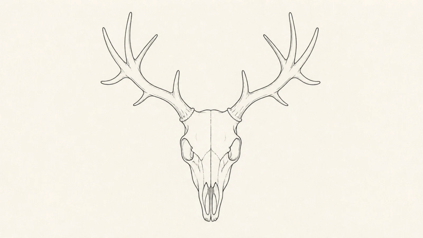 A minimal line drawing of a front-facing deer skull with branching antlers