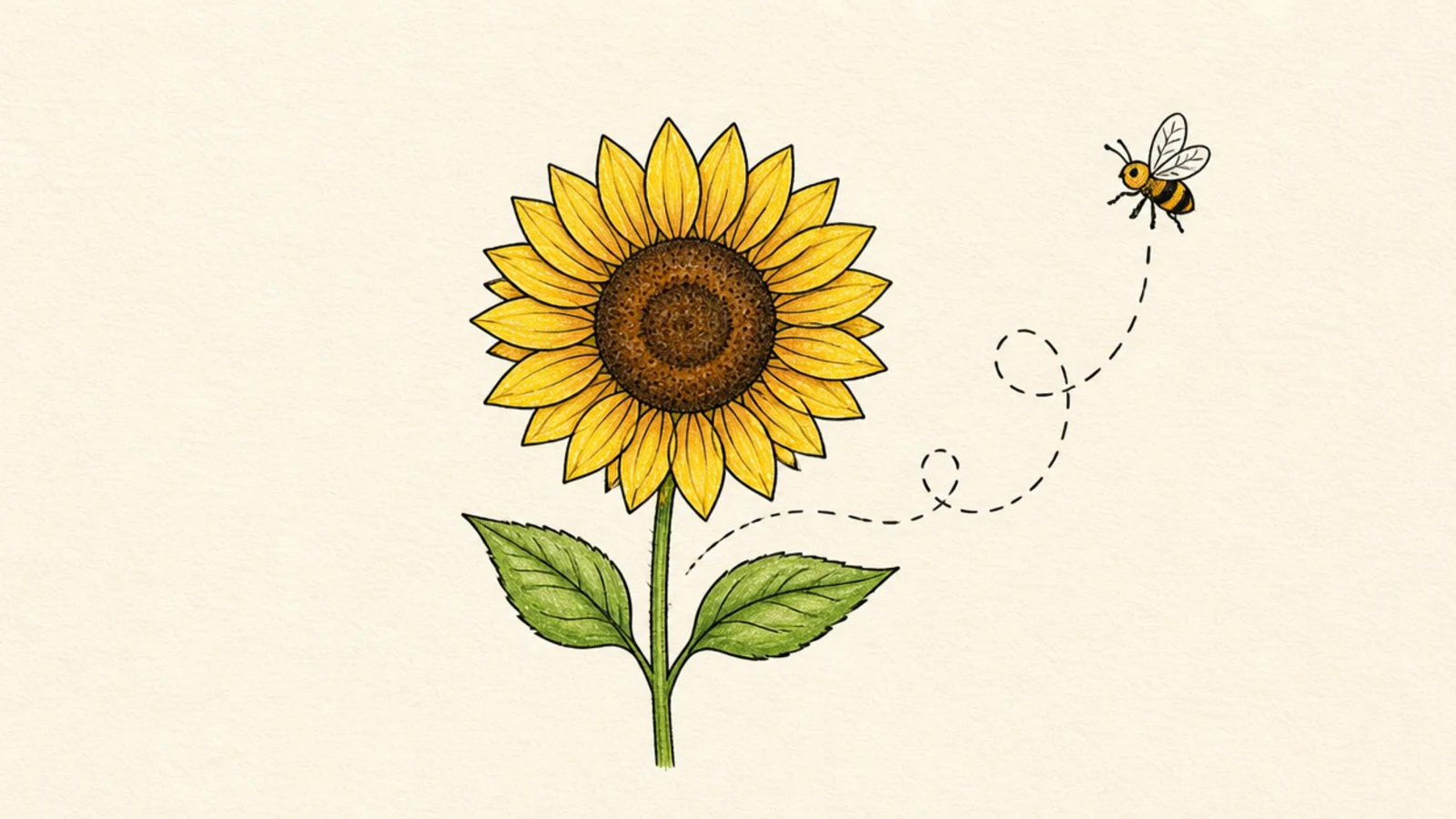 A sunflower with a looping dashed bumblebee flight trail