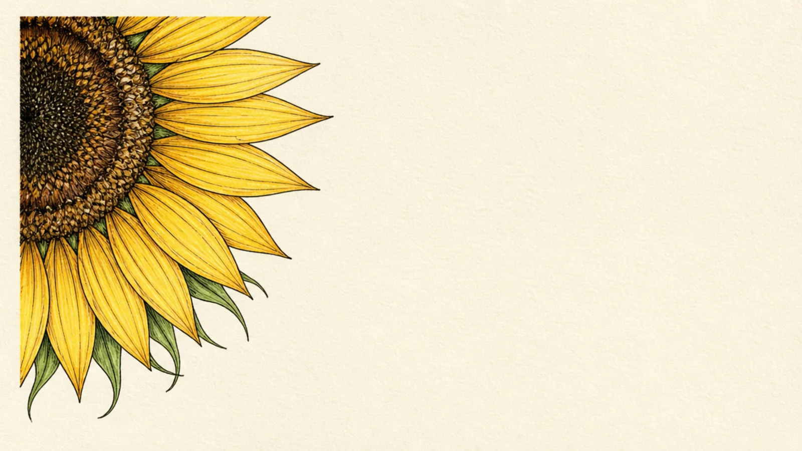 A quarter sunflower tucked into the top corner of a page