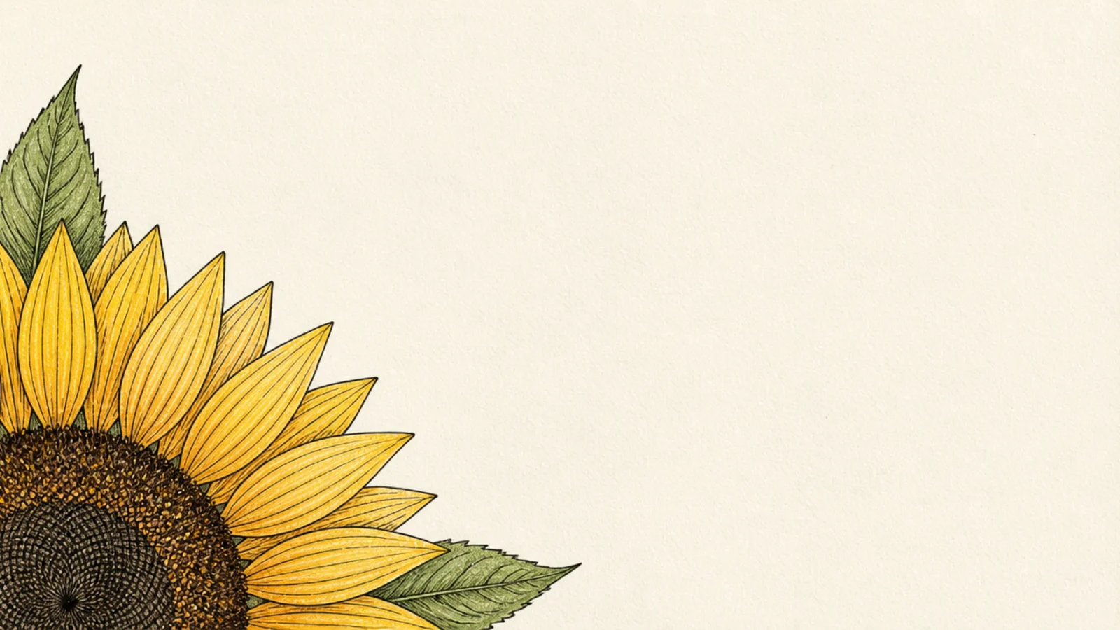 A quarter sunflower fanning out from a page corner