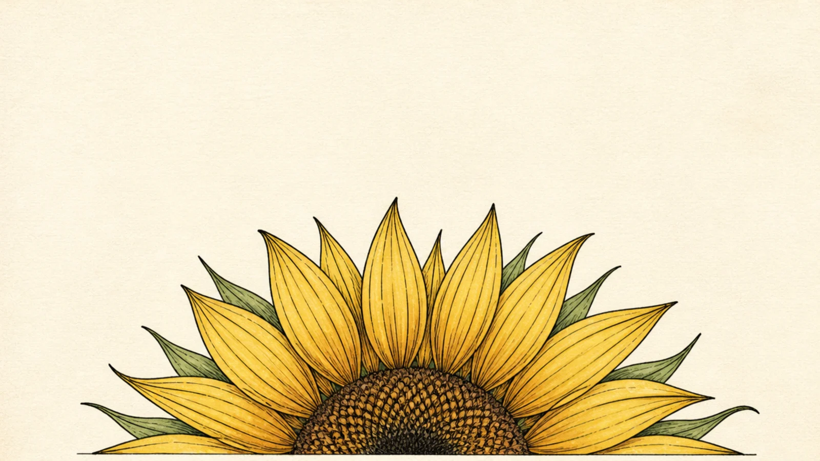 15 Half Sunflower Drawings for Borders and Corners