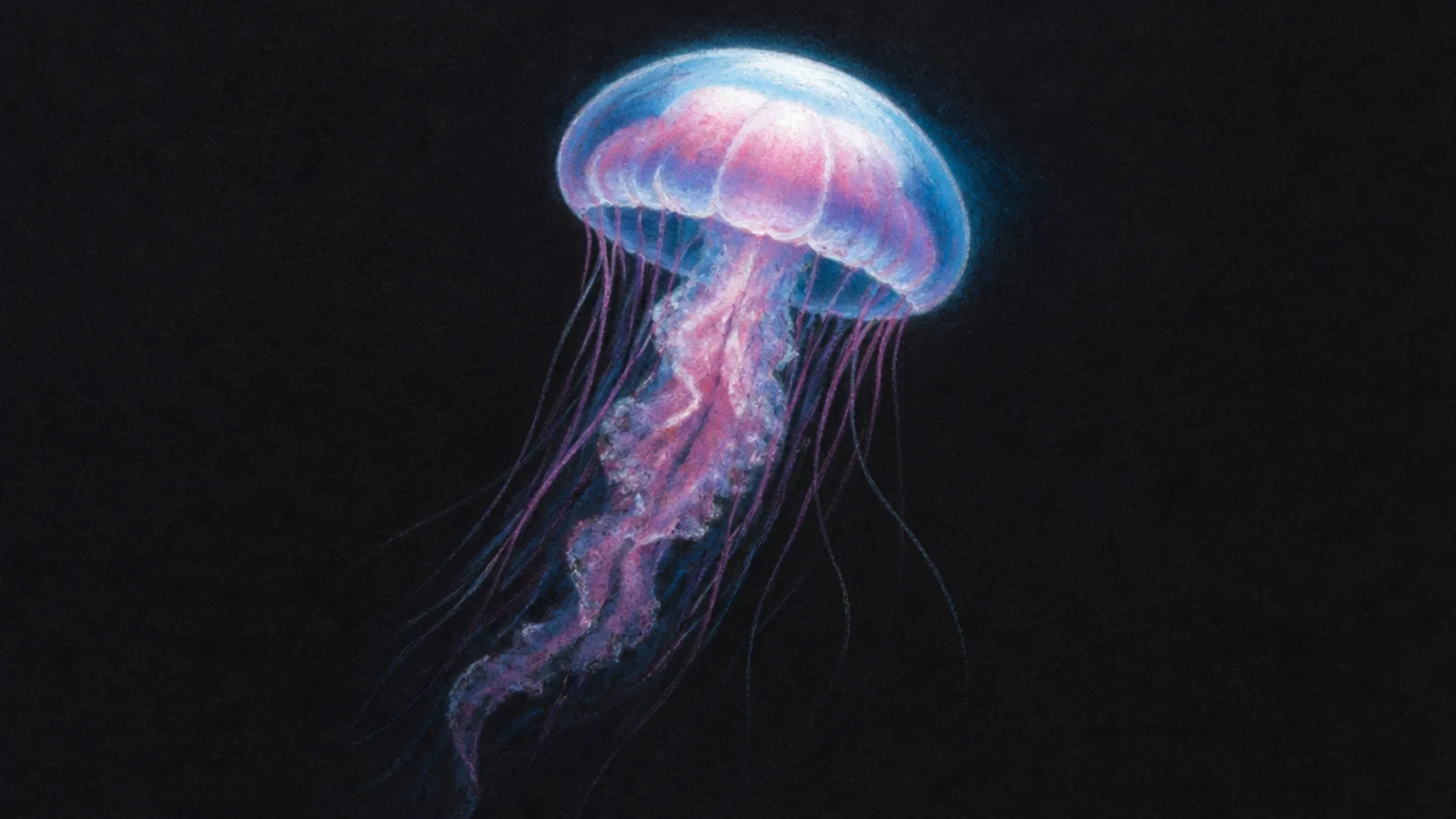 A soft glowing jellyfish in blended chalk pastel on dark paper