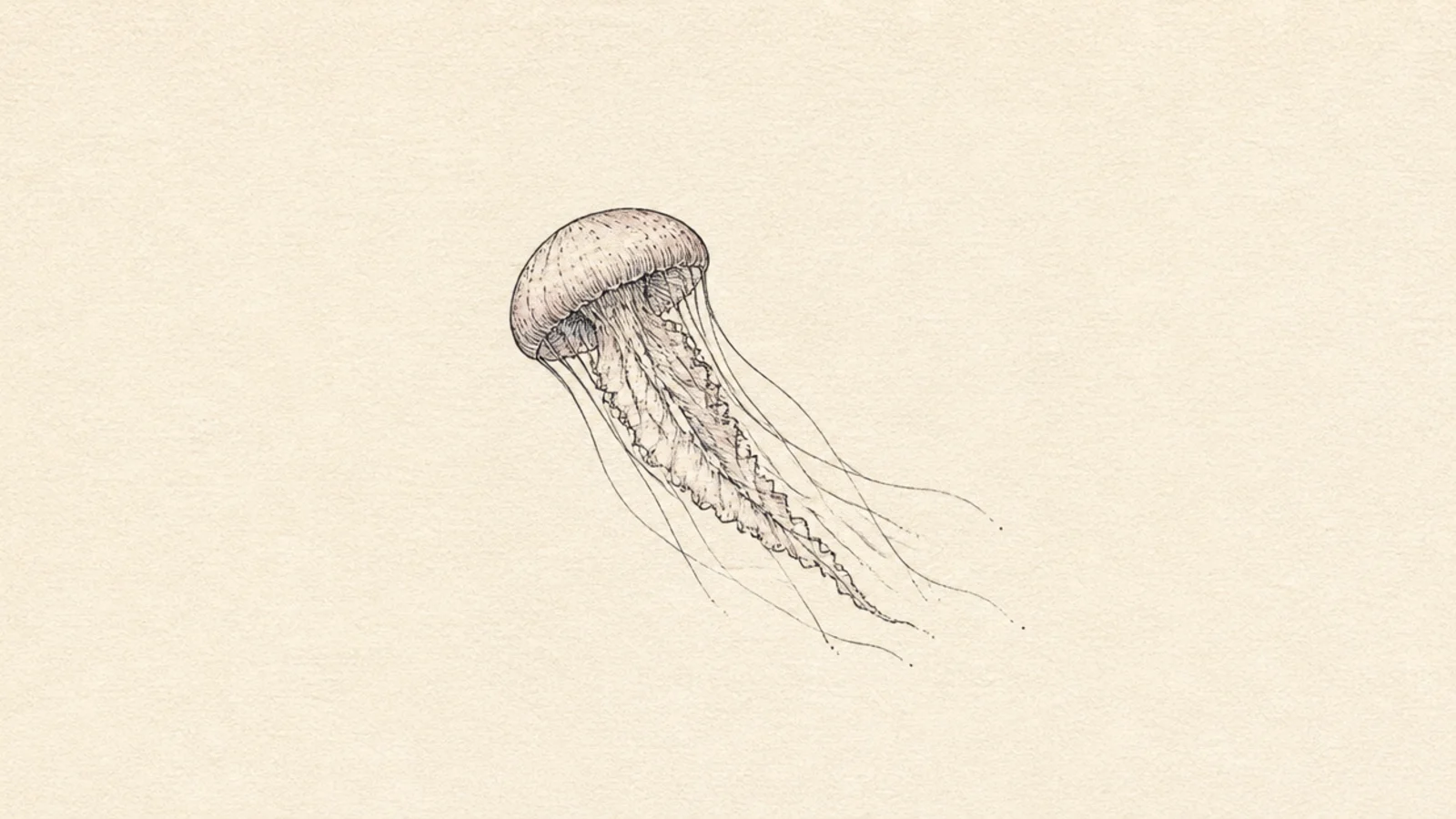 A clean minimal ink jellyfish with lots of white space