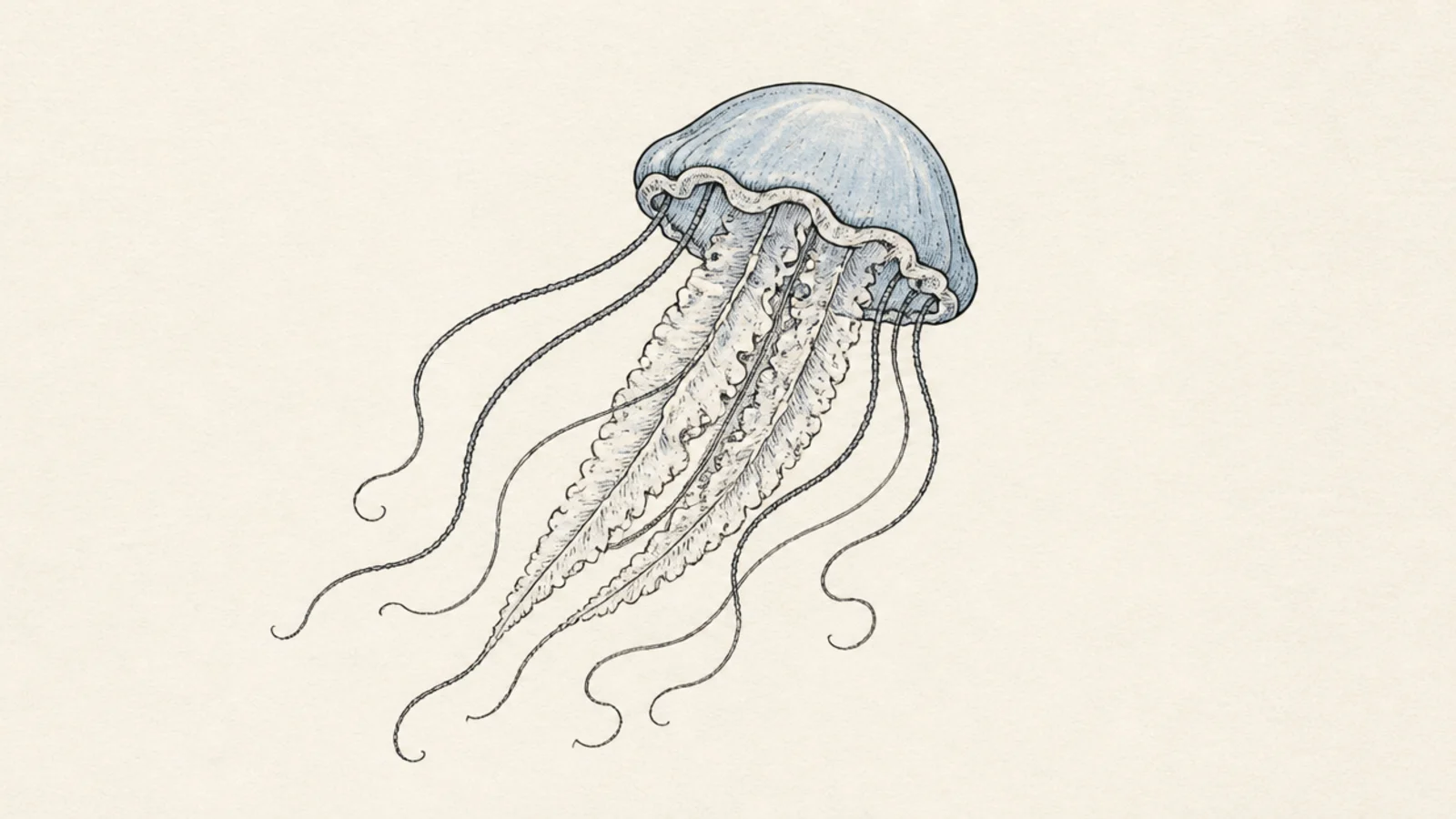 A finished classic jellyfish drawing with a bell, ruffled arms, and thin tentacles