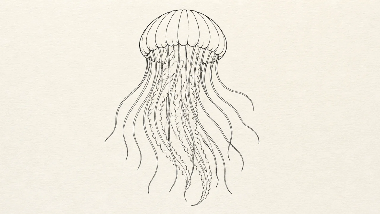 A clean unshaded outline version of the step-by-step jellyfish
