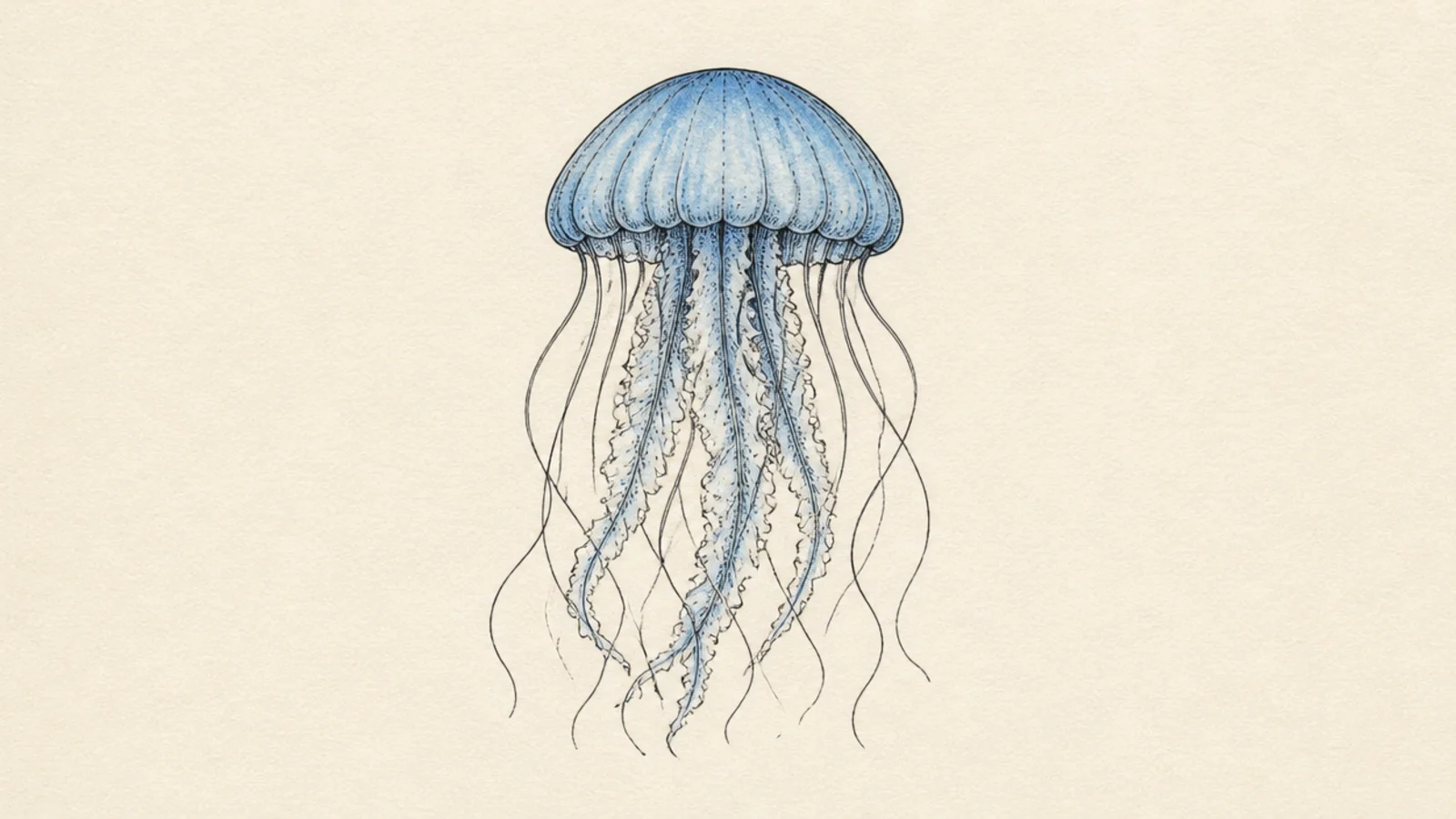 6 Easy Steps to Draw a Jellyfish for Beginners