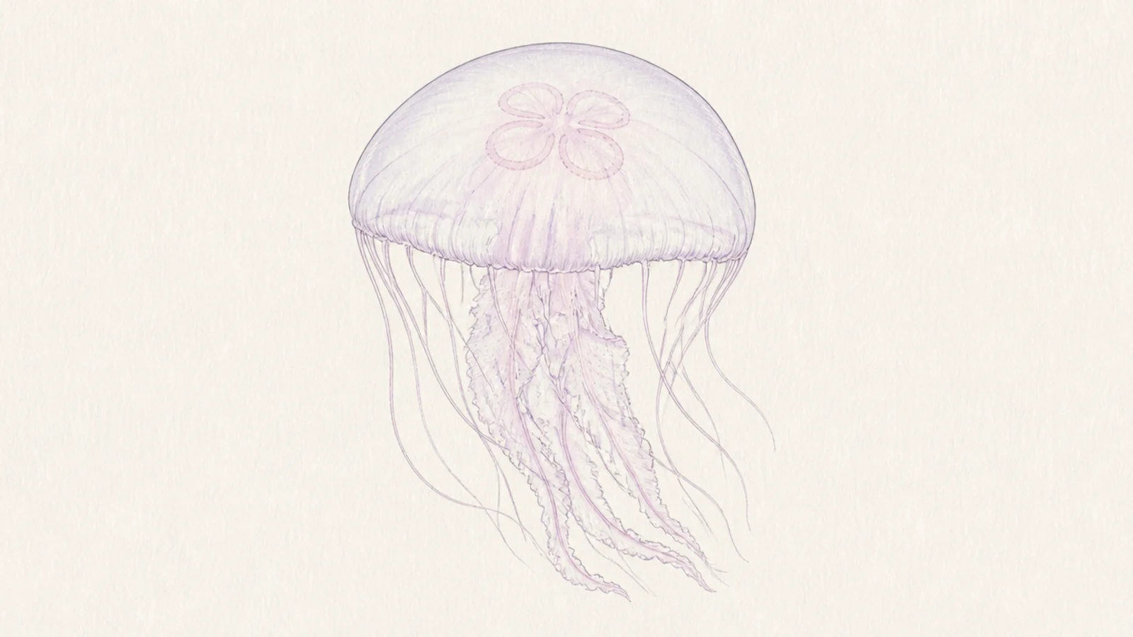 A soft pastel moon jellyfish in pale lavender and pink