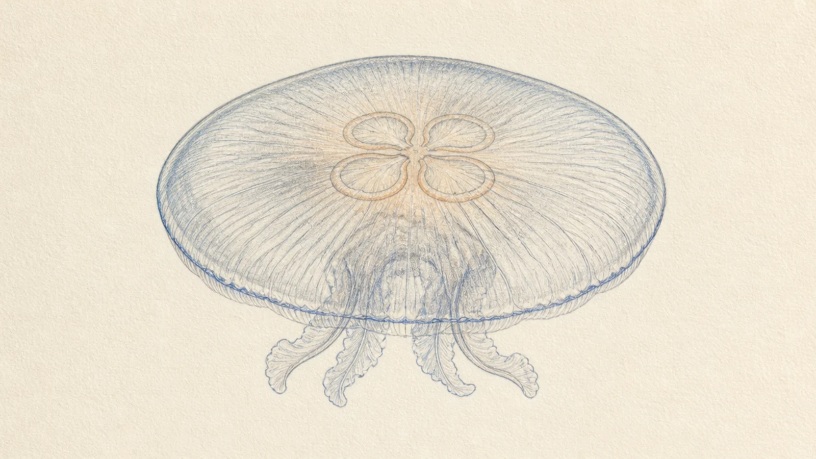 15 Dreamy Moon Jellyfish Drawings to Try