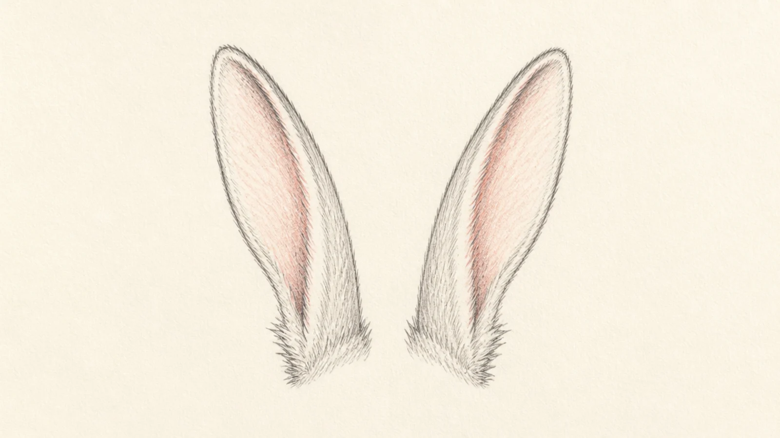 A pair of rabbit ears drawn with soft fur texture on the edges