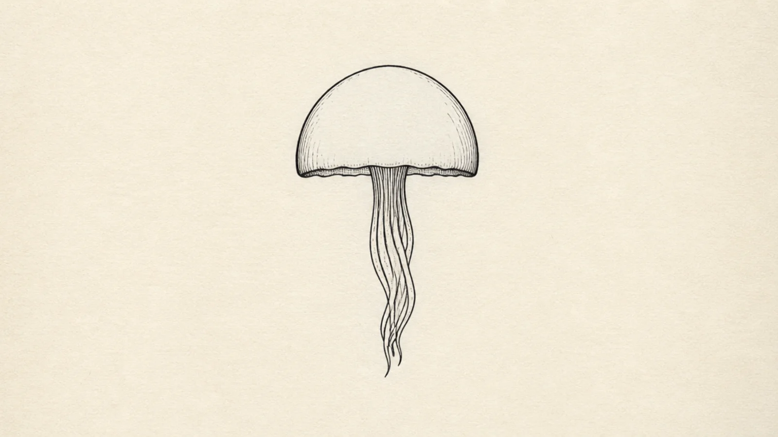 A jellyfish drawn with just a dome and one wavy tentacle line