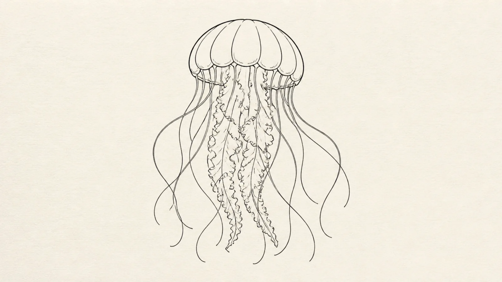 A clean outline jellyfish with no fill or shading
