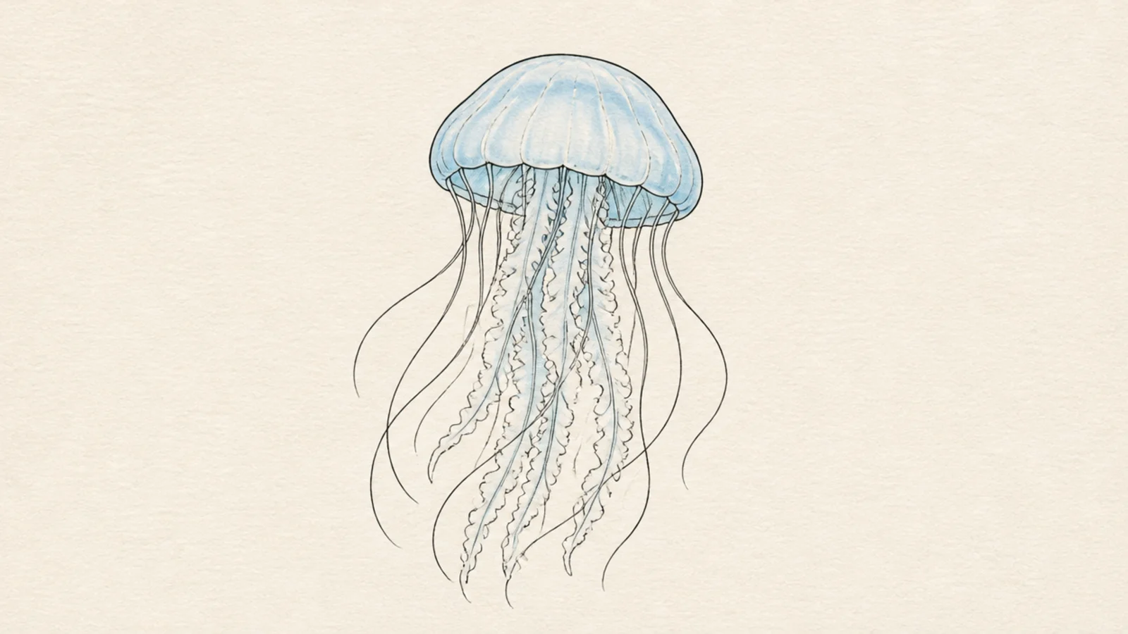 A simple jellyfish with a single light blue watercolor wash