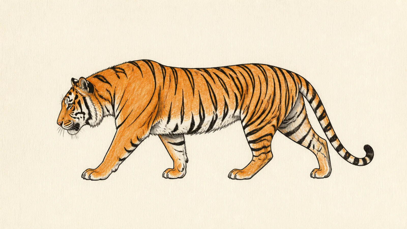 A simple tiger prowling low with head level to the spine