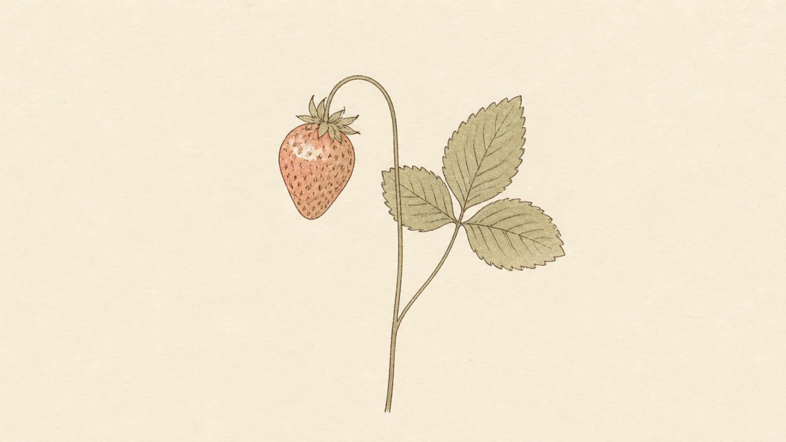 A flat pressed-style strawberry with a delicate stem and leaves