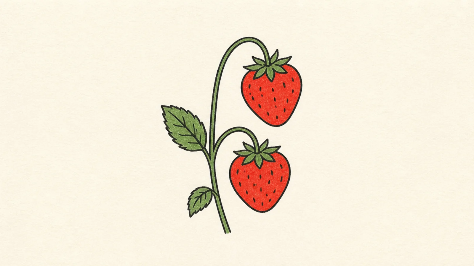 Two simple strawberries drawn side by side on a stem