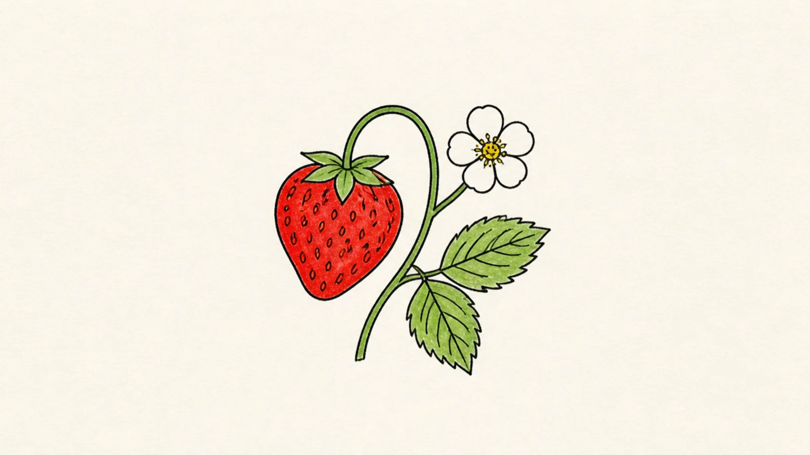 A simple strawberry beside a small white five-petal blossom