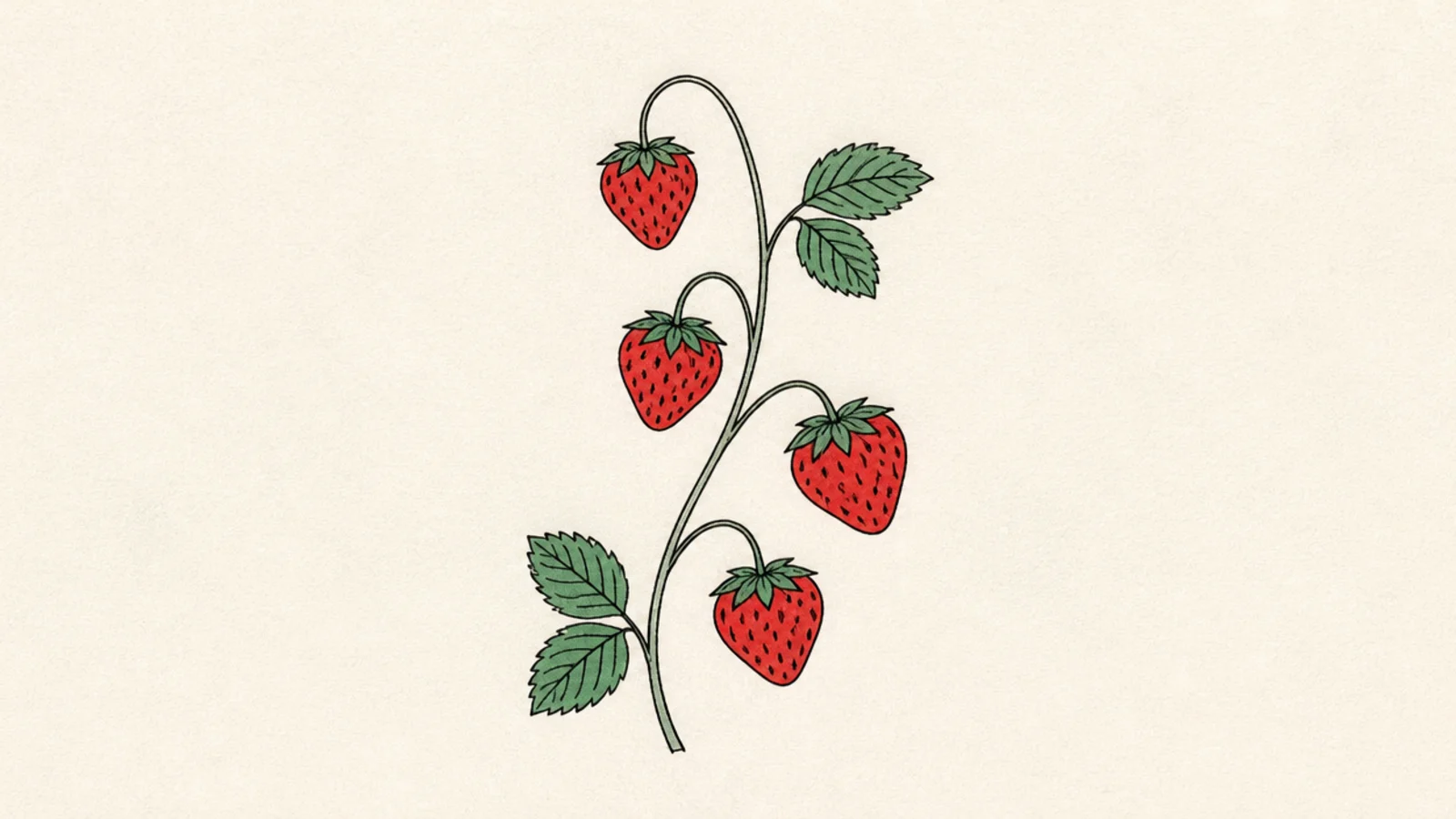 A small simple bunch of strawberries on a shared stem with leaves