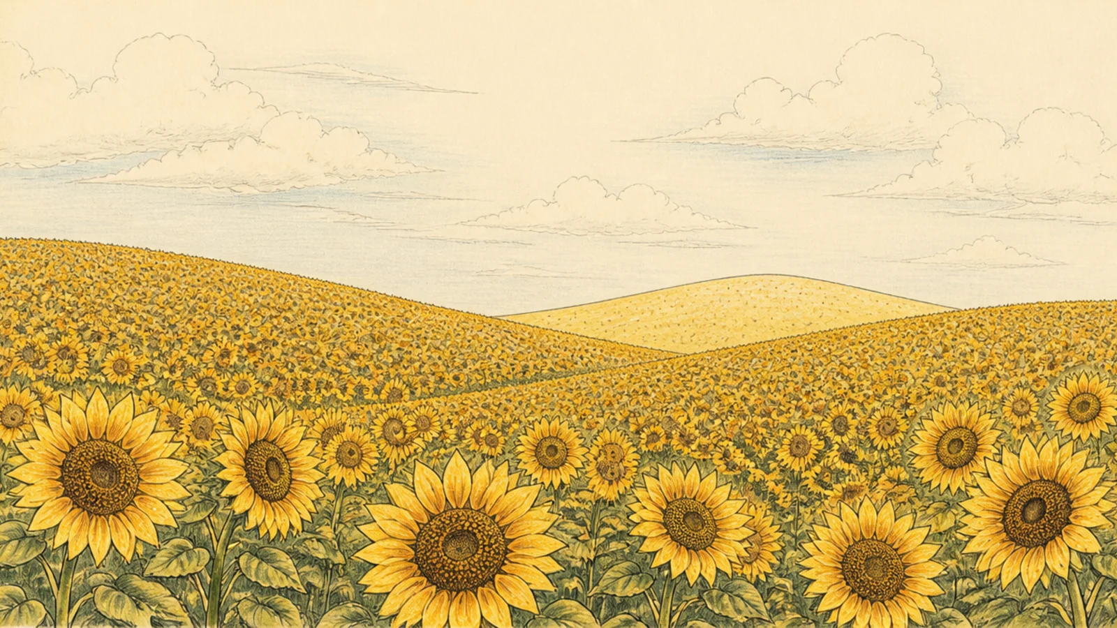 Sunflowers covering gently rolling hills into the distance