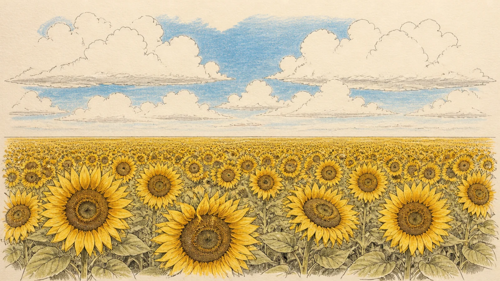 A sunflower field under big fluffy summer clouds