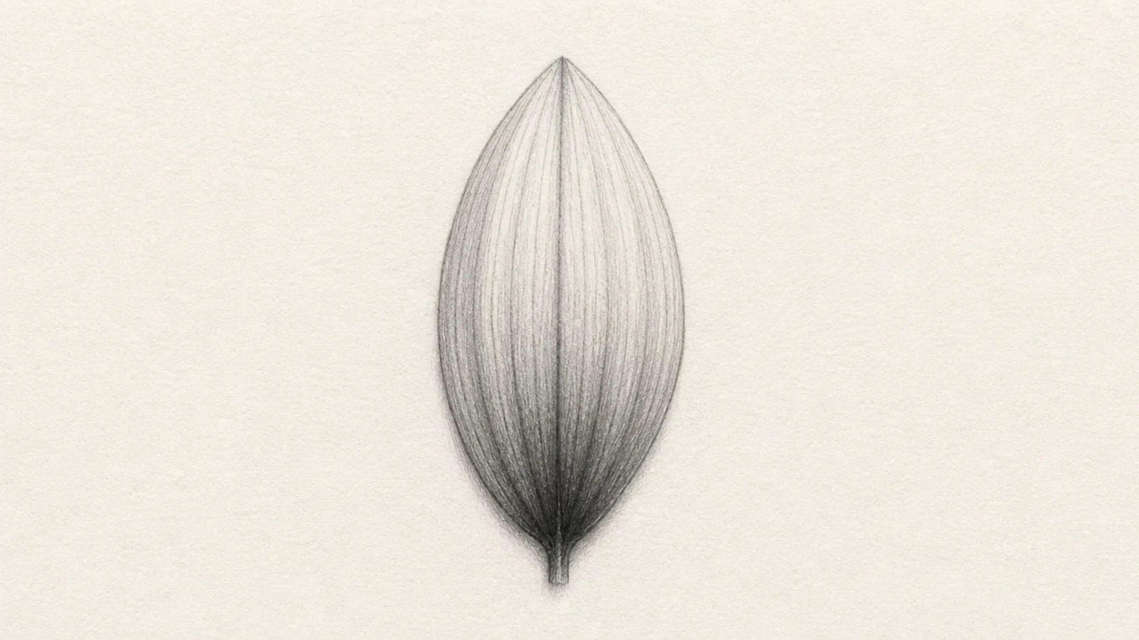 A close pencil study of one sunflower petal with graded shading