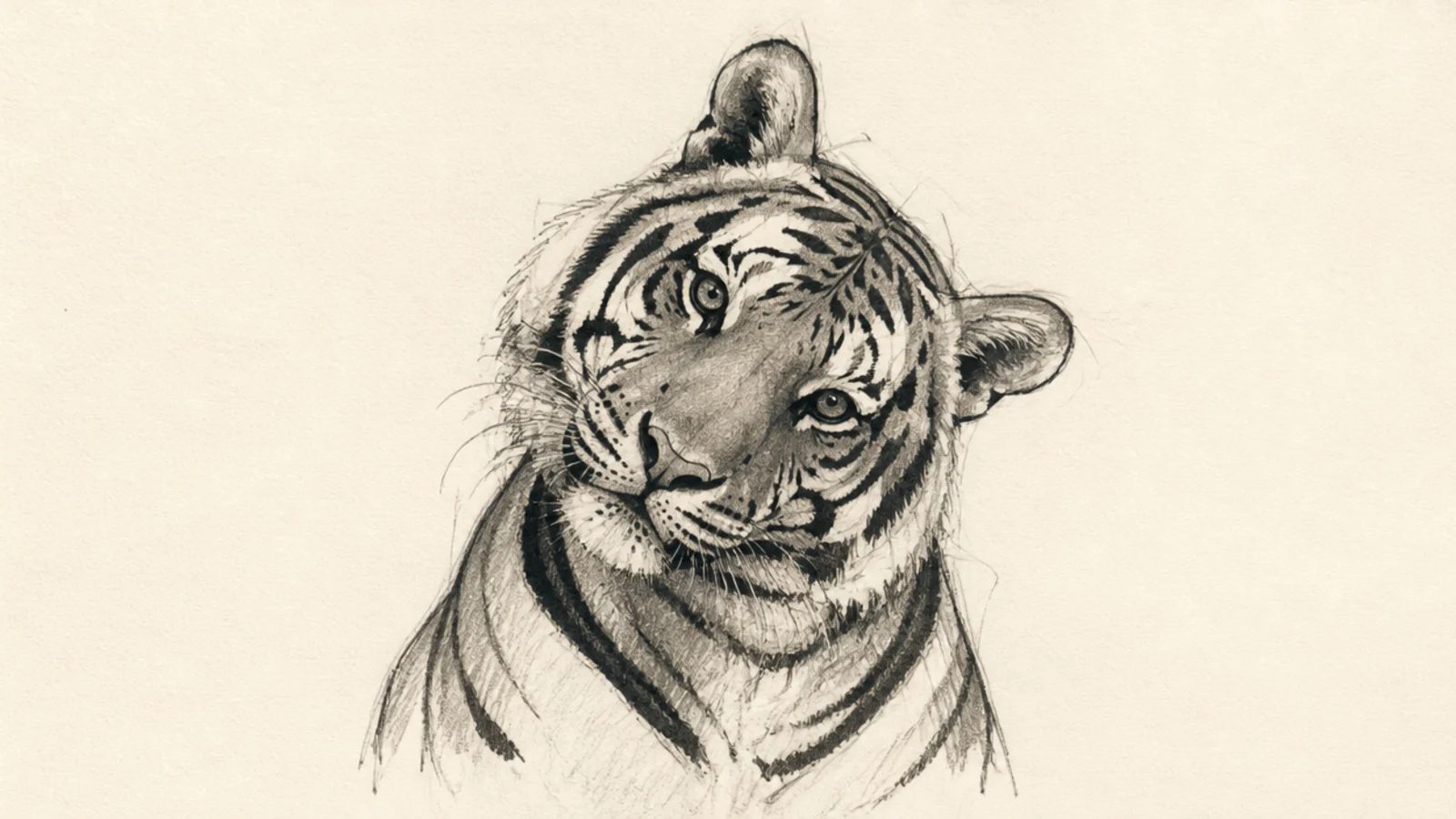 A sketch of a tiger tilting its head with a curious expression